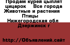 Продам курей цыплят,цицарок. - Все города Животные и растения » Птицы   . Нижегородская обл.,Дзержинск г.